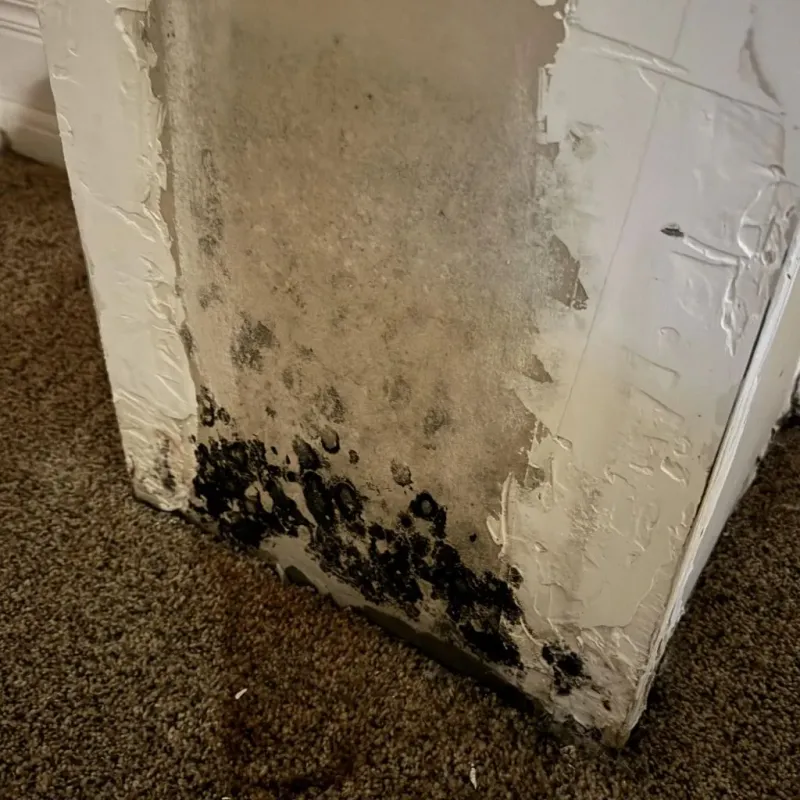 Professional Mold Removal in Chesterfield, IN